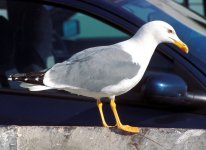 Gull at Baltimore Harbour Car Park.jpg