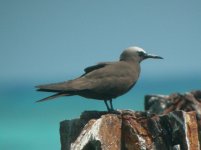 Dry Tortugas Florida Brown Noddy 1.jpg