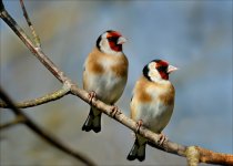 01- Goldfinch.jpg