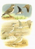 Calandra, Bimaculated lark plate.jpg