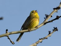 01- Yellowhammer.jpg