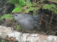 Corkscrew Swamp Florida Grey Catbird 1.jpg