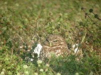 Cape Coral Florida Burrowing Owl 2.jpg