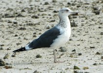 large-gull.jpg