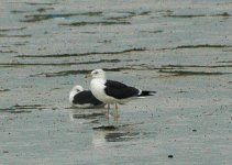 lesser-Black-backed-Gull.jpg