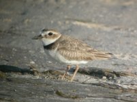 Fort De Soto Florida Wilsons Plover 1.jpg