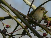 Chiffchaff_800x600.jpg