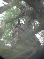 Fort De Soto Florida Great Horned Owl 3.jpg