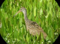 Viera Wetland Florida Limpkin 1.jpg