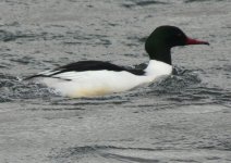 Goosander_800x567.jpg