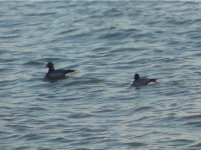 Brent Goose DSC02112 crop1.jpg