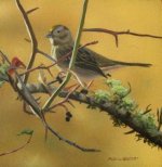 Golden-Crowned Sparrow.jpg