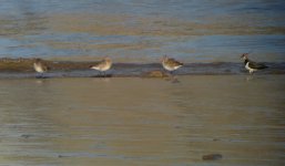 Black tailed Godwit DSC02227 crop1.jpg