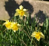 Daffs-small.jpg