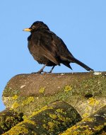 Blackbird-small.jpg