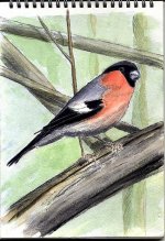 Bullfinch_WebFile2.jpg