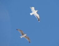 Great Black-backed Gull.jpg