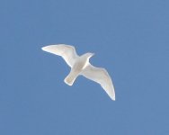 Glaucous Gull.jpg