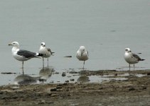 large-gulls.jpg