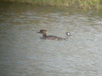 Pollywog Ponds Texas Hooded Merganser 1.jpg