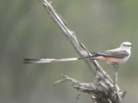 Hazel Bazemore CP Texas Scissor Tailed Flycatcher 1.jpg