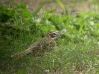 Hazel Bazemore CP Texas Lark Sparrow 1.jpg