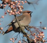 Waxwing.JPG