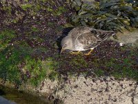 L1140418_Purple Sandpiper.jpg