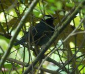 id siberian thrush 2.jpg