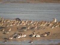 Cashen estuary. Ballybunnion Co Kerry.JPG