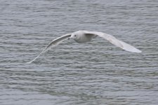 Glauc1100208.JPG