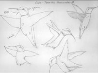 ruby-throated-hummingbird-male.jpg