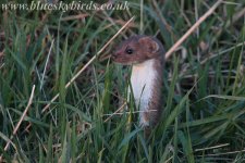 stoat_100208_0027.jpg