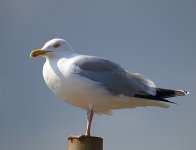 Gull-1-small.jpg