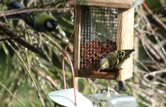 tn_Siskin in Garden 20.JPG