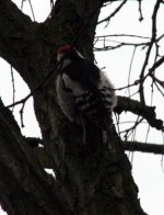 MSwoodpecker1.jpg