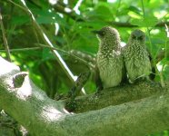 Arrow-marked Babbler - Duma Tau, Linyanti, 13th Jan 2006.jpg