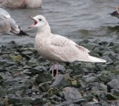 icelandgull.jpg