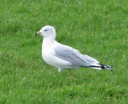 ringbilled gull.jpg