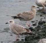 Agentatus herring Gull.jpg