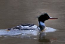 RedBreastedMerganser_4455.jpg