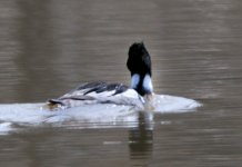 RedBreastedMerganser_4457.jpg