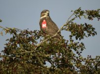 Tagged Buzzard.jpg