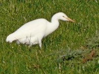 Cattle Egret_800x600.jpg