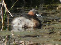 Little Grebe 2_800x600.jpg