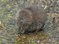 Water Vole_800x600.jpg