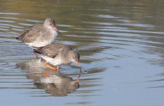 pair of redshank.jpg