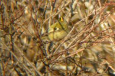 GOLDCREST.jpg