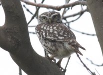 LittleOwl.JPG