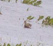 Black-tailed Godwit 5, Ashton's, 01-03-08.JPG